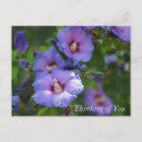 Search for hibiscus flower postcards Thinking of you