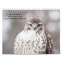 Search for hawk Wild