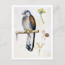 Search for kestrel postcards Nature