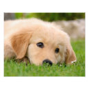 Search for funny golden retriever posters Puppy
