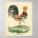 Search for french rooster art Kitchen