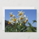 Search for solanum Flower
