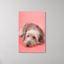 Search for tired canvas prints Dog