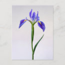 Search for flower bulbs postcards Nature