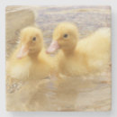 Search for duckling coasters Yellow