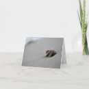 Search for seashell photography cards Sand