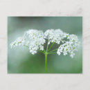 Search for flower postcards White