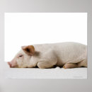 Search for piglets posters Baby animals