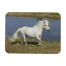 Search for miniatures magnets Horse