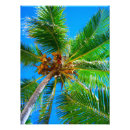 Search for coconuts posters Leaves