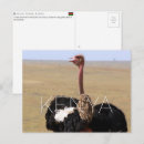 Search for ostrich Wildlife