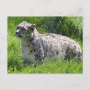 Search for snow leopard postcards Ounce