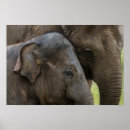 Search for elephant eyes posters Face