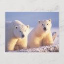 Search for polar bear mom and cub postcards Mammal