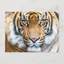 Search for tiger face postcards Safari