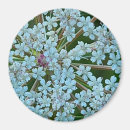 Search for laced magnets Nature