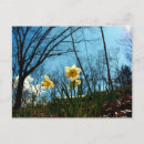 Search for yellow daffodil postcards Leaves
