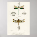 Search for vintage dragonfly posters Insect