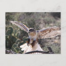 Search for wingspan postcards Bird