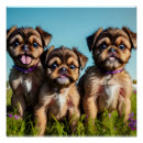 Search for griffons posters Brussels griffon