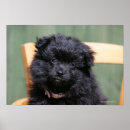 Search for pomeranian puppy posters Dog