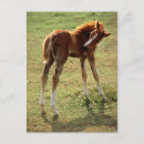 Search for filly postcards Colt