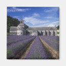 Search for lavender magnets Gordes