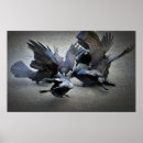 Search for corvids posters Nature