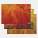 Search for maple leaf wrapping paper Nature