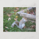 Search for squirrell postcards Rodent