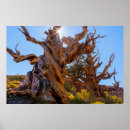 Search for gnarl posters Bristlecone pine
