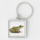 Search for frog key rings Amphibian