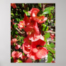 Search for japonica posters Nature