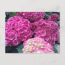 Search for postage stamps postcards Photography
