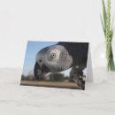Search for congo cards Parrot