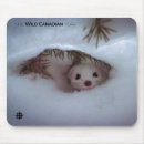 Search for weasel mouse mats Nature