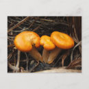 Search for mushroom photography Orange