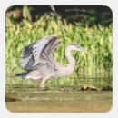 Search for great heron stickers Wildlife