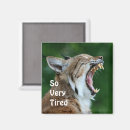 Search for yawning magnets Animal