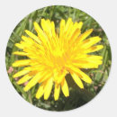 Search for yellow dandelion stickers Flower
