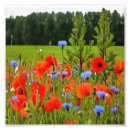 Search for remembrance day posters Poppies