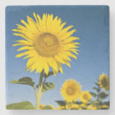 Search for provence coasters Field