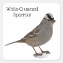 Search for sparrow stickers White