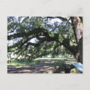 Search for oak tree postcards Leaves