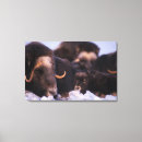 Search for newborn canvas prints Cow