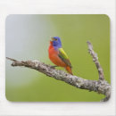 Search for bunt mouse mats Passerina ciris