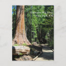 Search for big tree postcards Sequoia