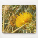 Search for centaurea Flower