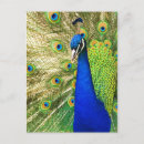 Search for tail feathers postcards Colourful