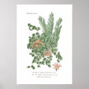 Search for sedum posters Succulent